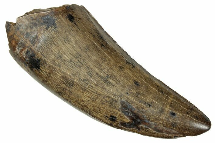 Serrated Tyrannosaur Tooth - Judith River Formation #241247